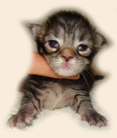      Catsvill County